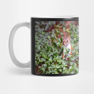 Baby Squirrel in Periwinkle Mug